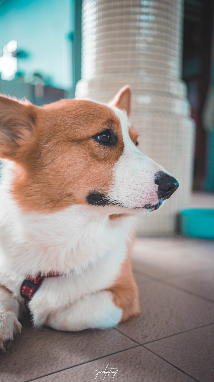 Corgi on photoshoot