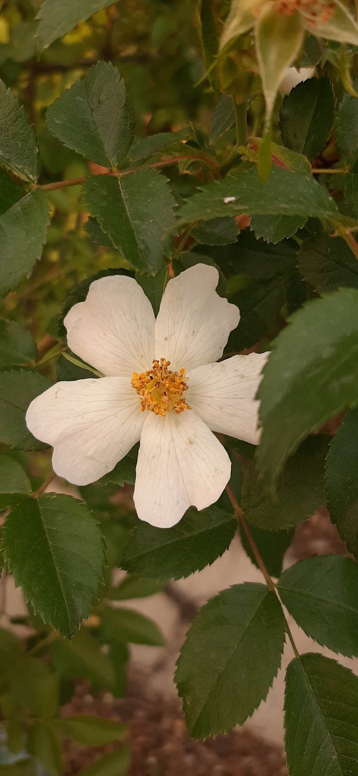 Floare de Maces