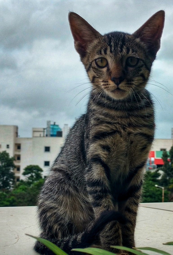 Attentive Cat