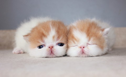 Kittens