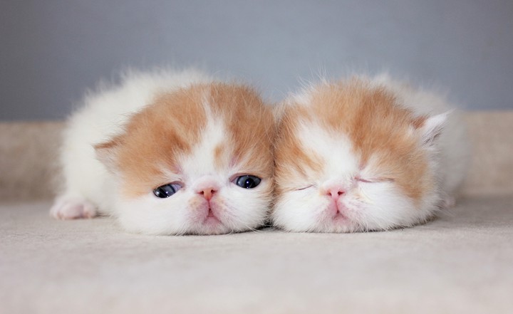 Kittens