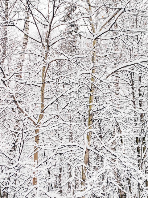 fondos de pantalla White, freezing