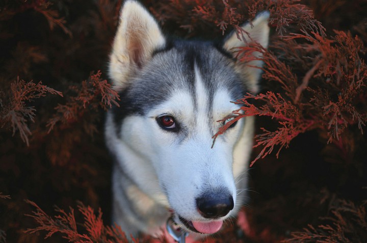 red husky
