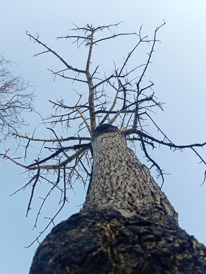 Woods