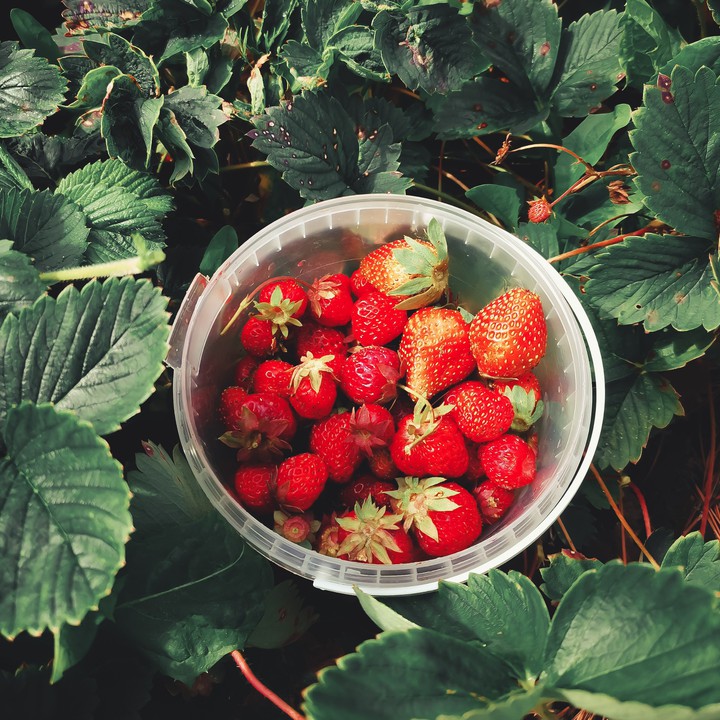 Strawberry