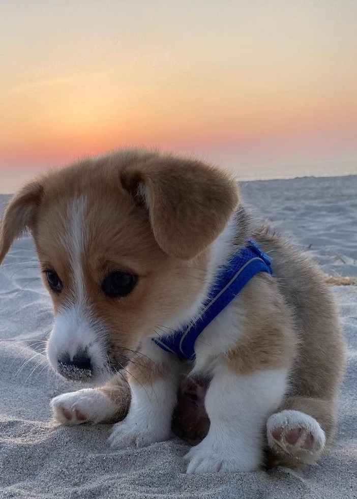 cuttie