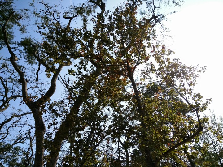 Tree