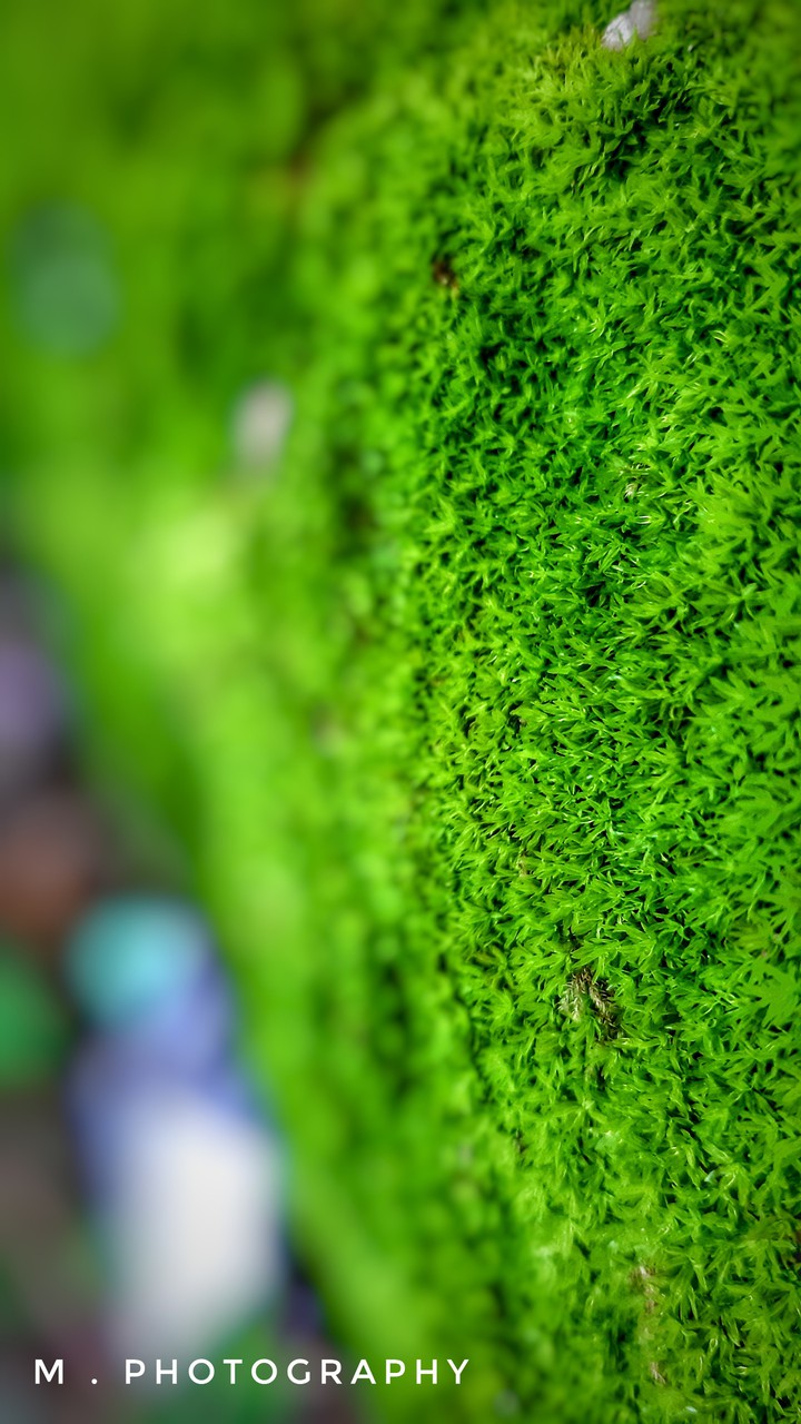 GREEN ALGAE