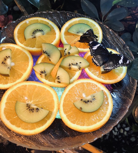ταπετσαρίες fruit, plant
