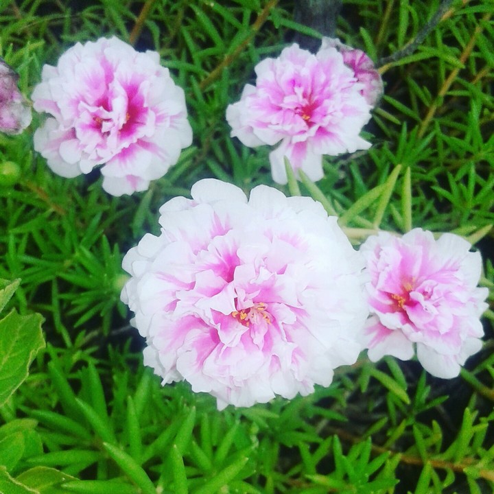 Nature