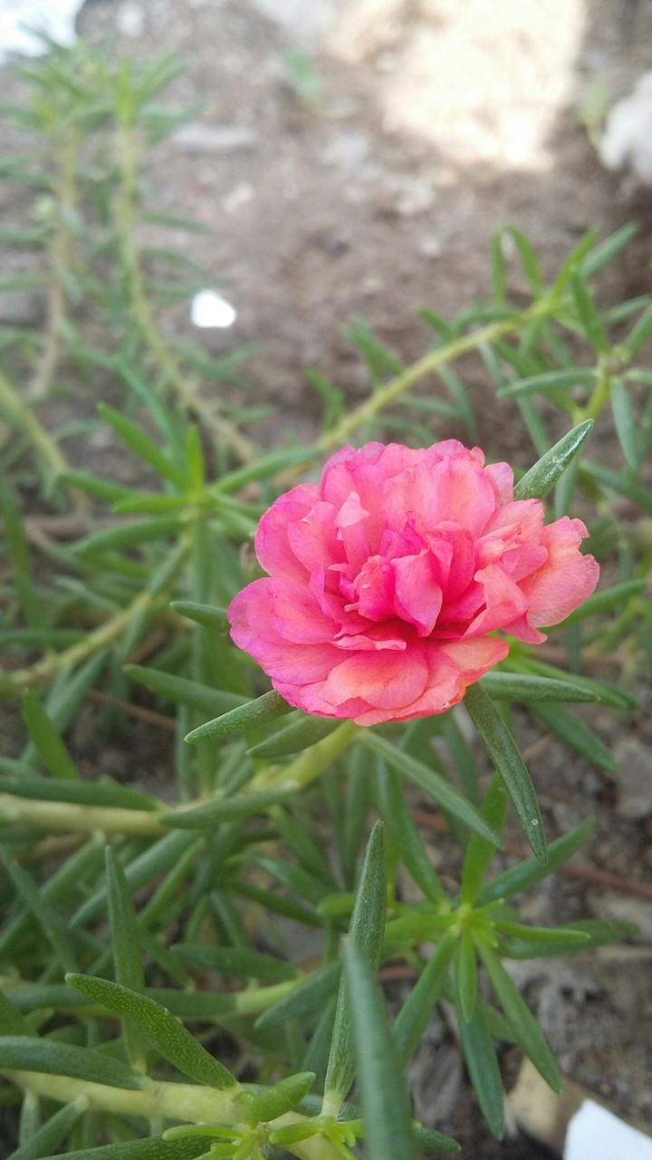 pink flower