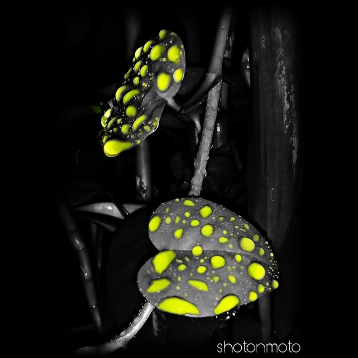 leaf