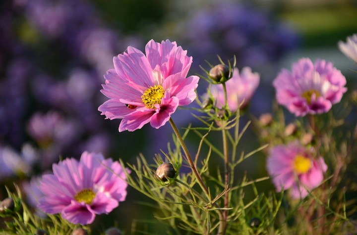 Summer Aroma
