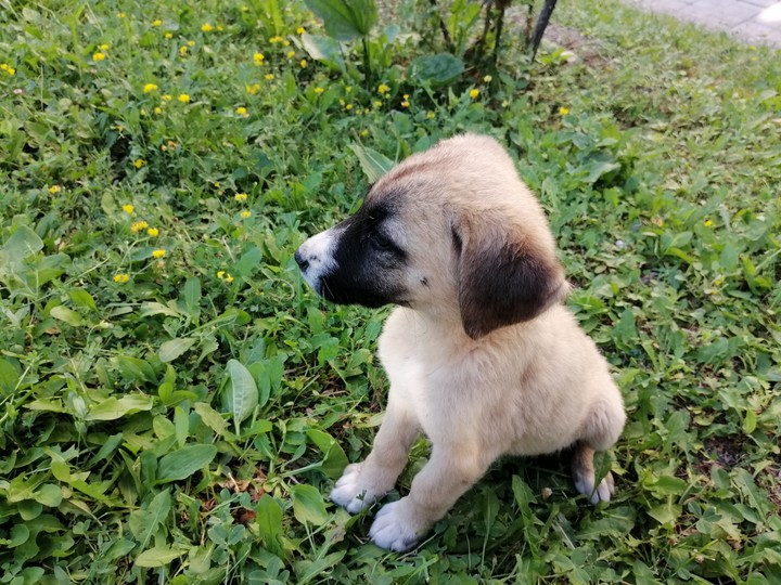 cute dog