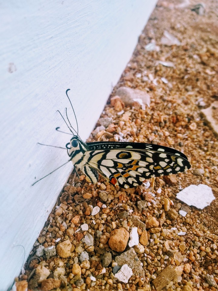 butterfly