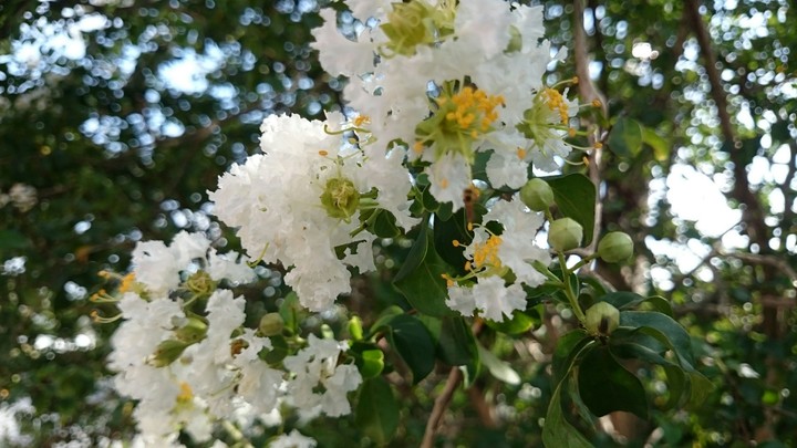 flor