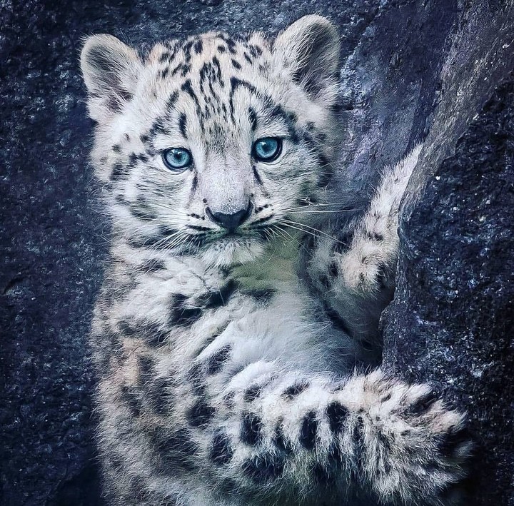 Snow leopard