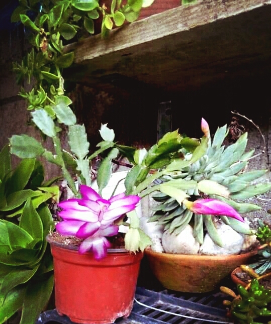 flores