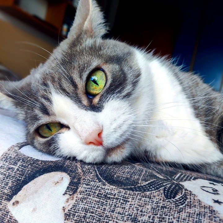 My Cat Minù !
