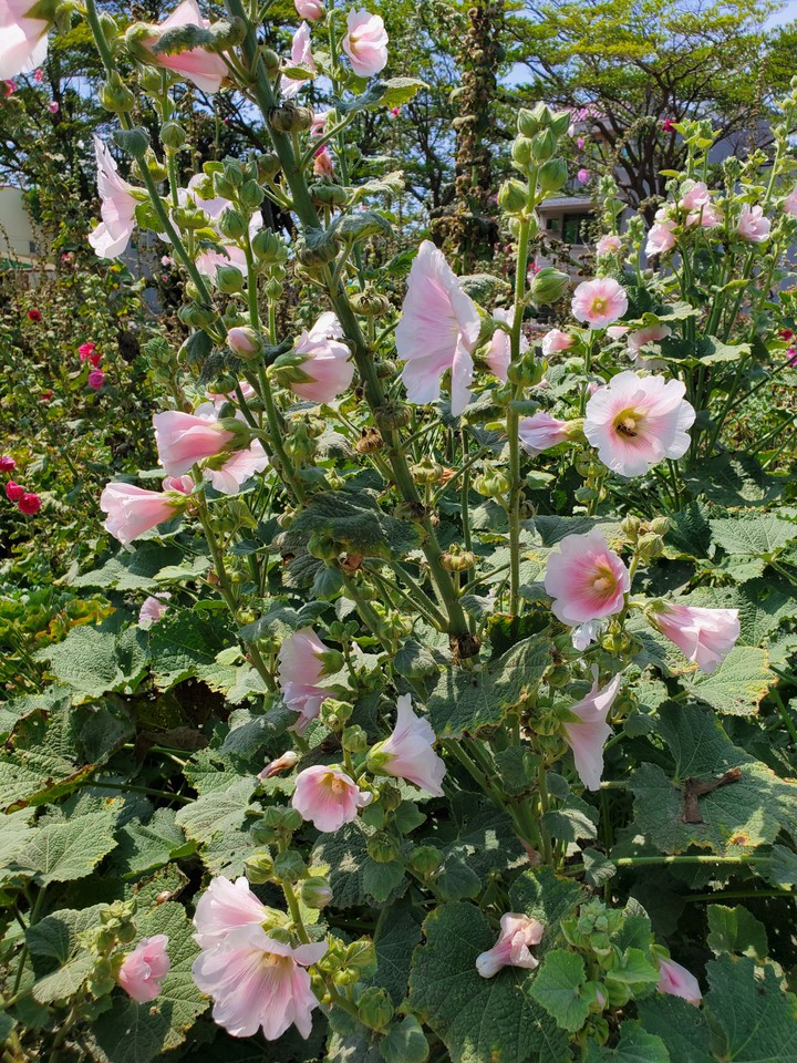 Hollyhock