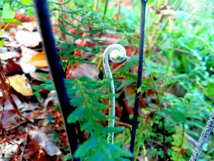 Green twigs