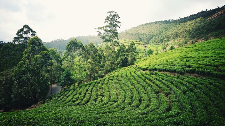 Serene, Munnar