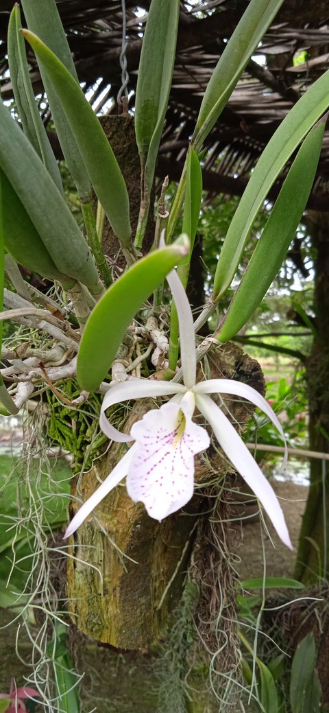Brasocatleya