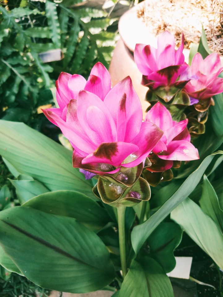 pink touch