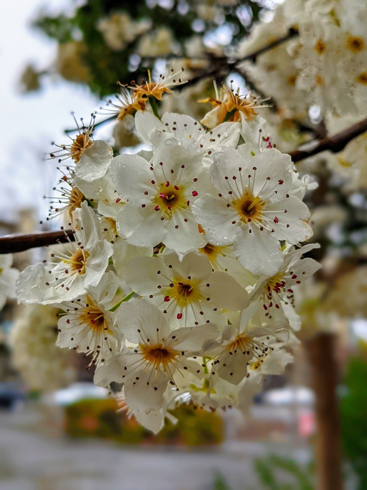 white flowers