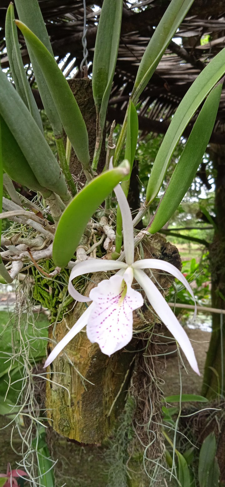 Brasocatleya