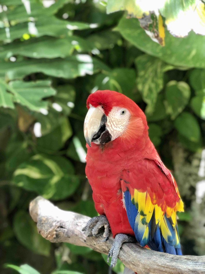 Scarlet macaw Red parrot Mexico