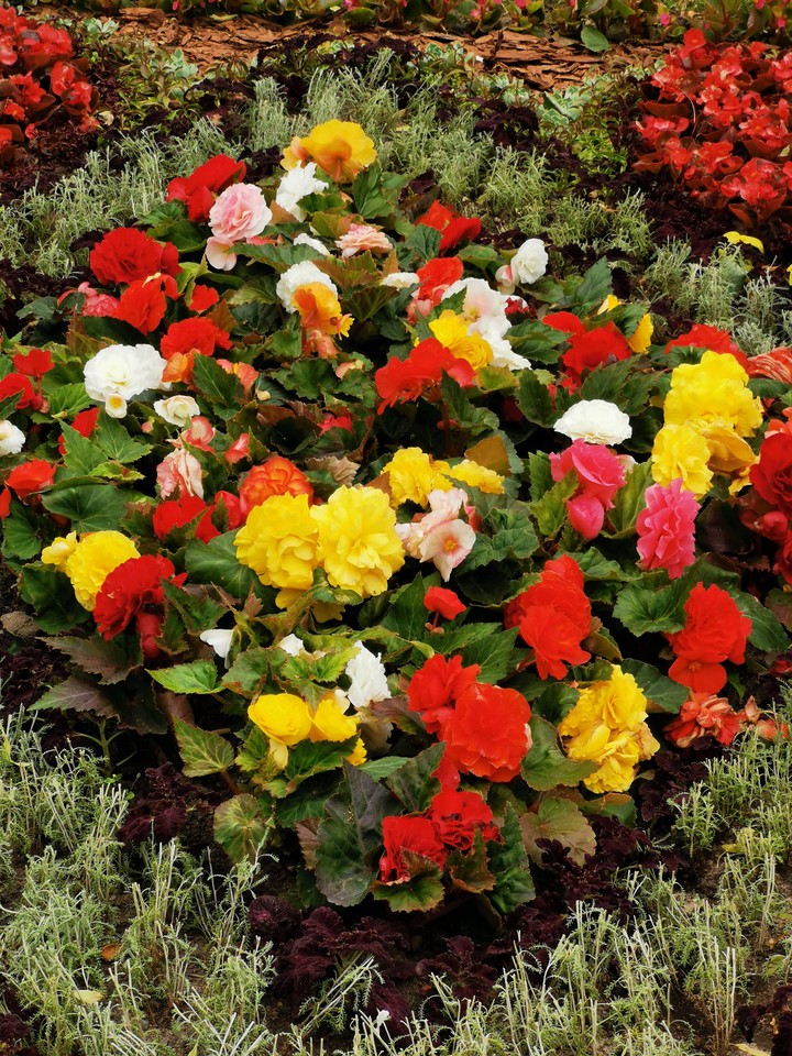 Beautiful flowers.