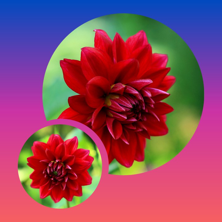 Collage. Dahlia