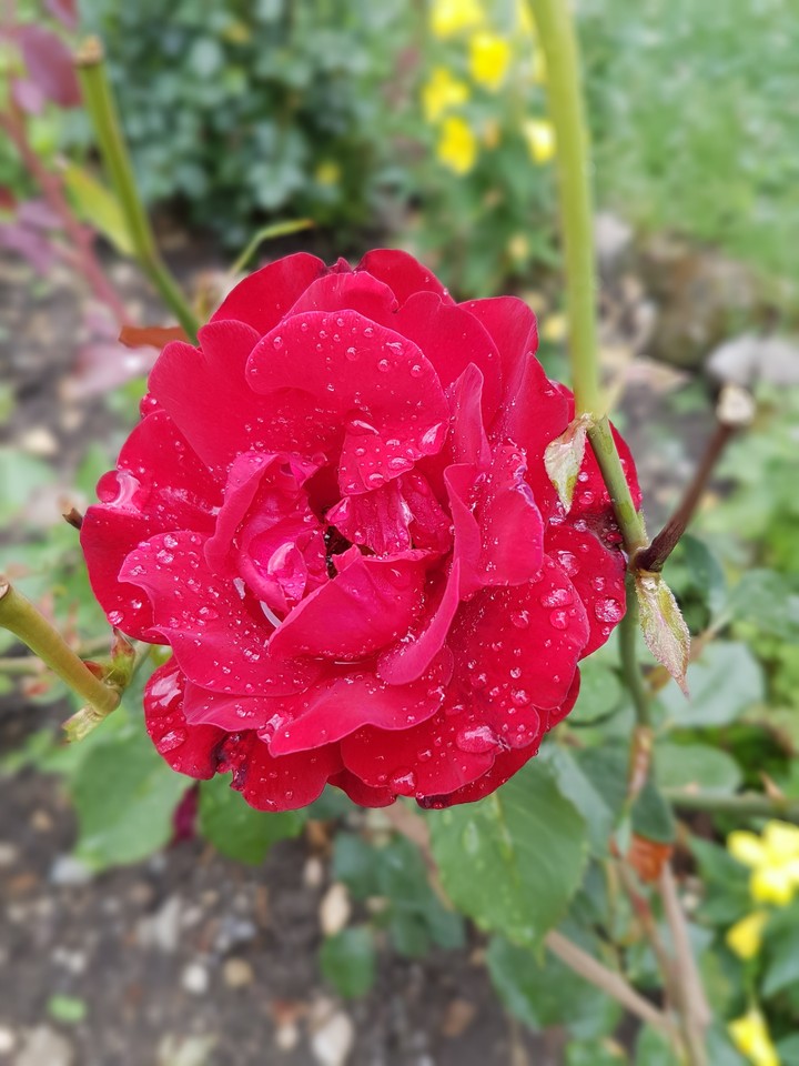 Red rose