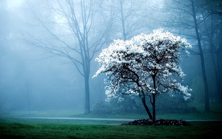 nature