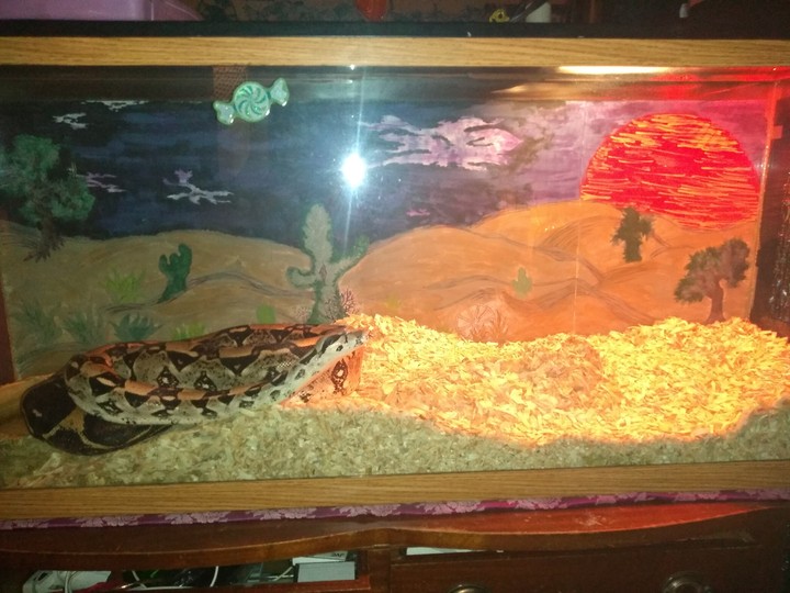 abby the snake