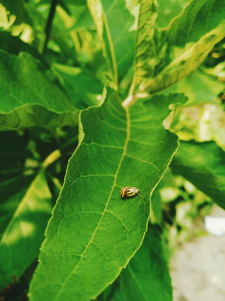 Nature