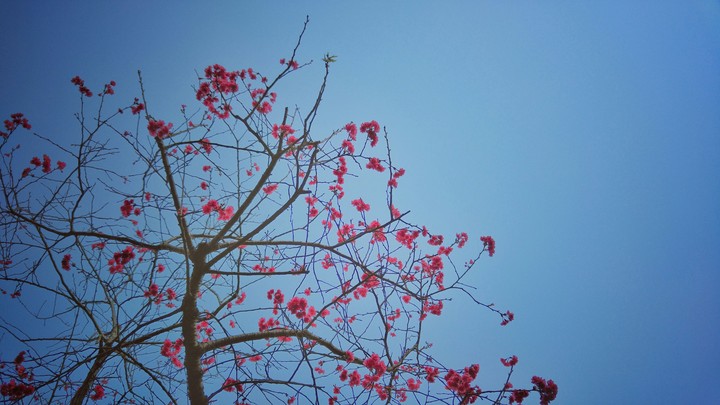 sakura
