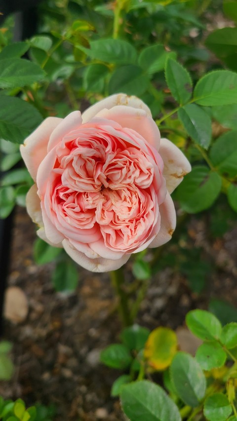 sfondi plant, flower