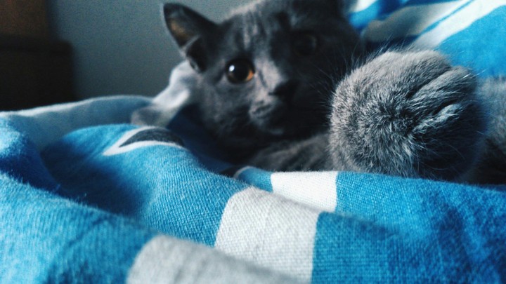 My cat