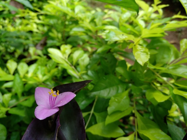 flower