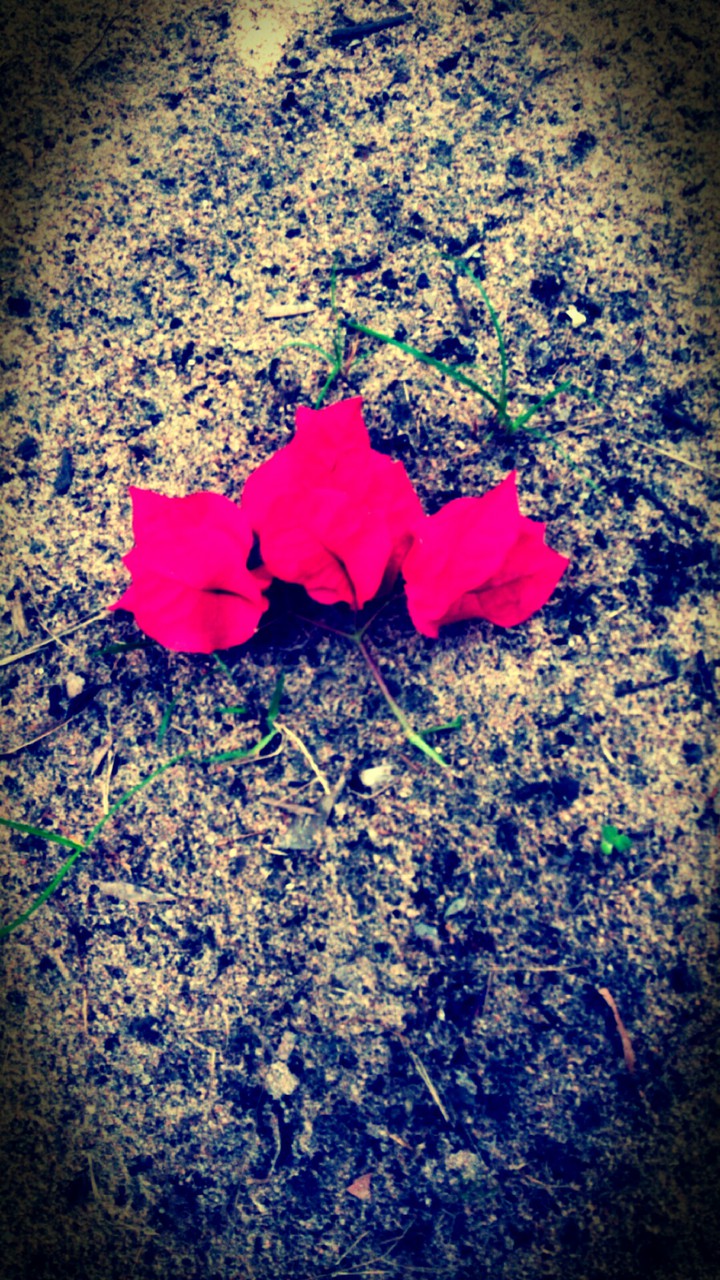 flowers