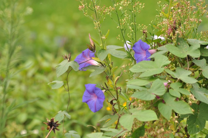 flowers