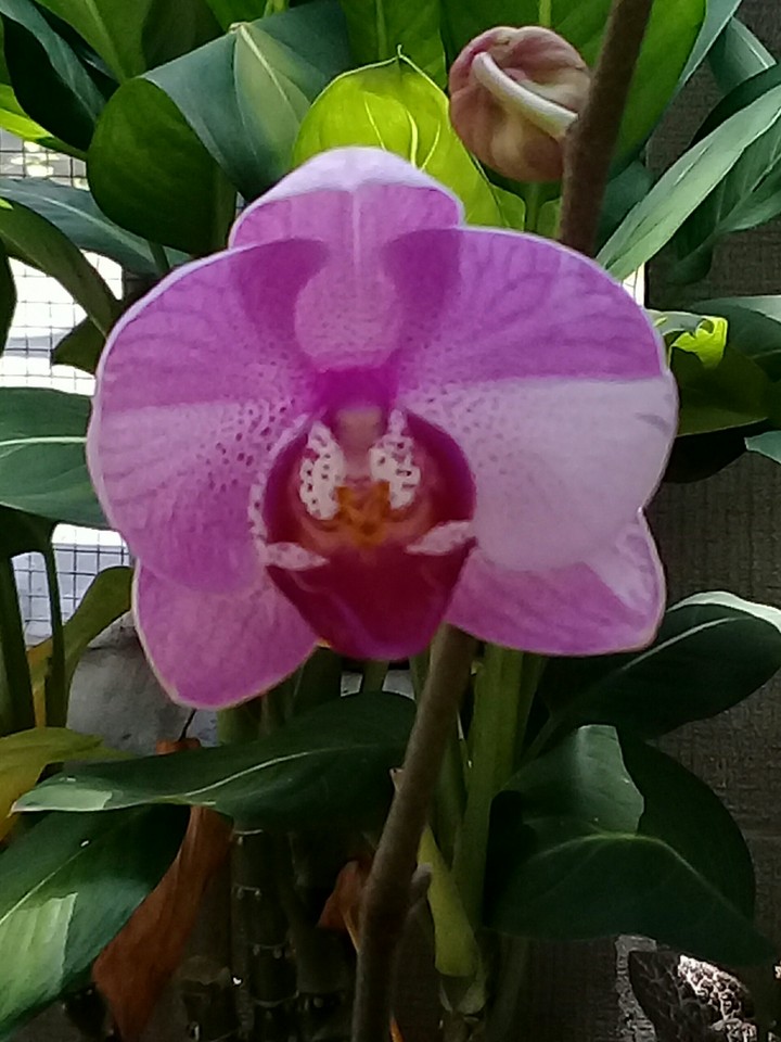 orchid