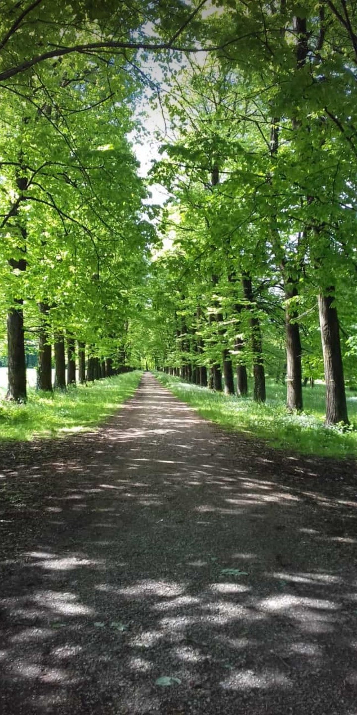 Trees