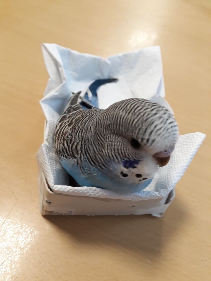 parkeet