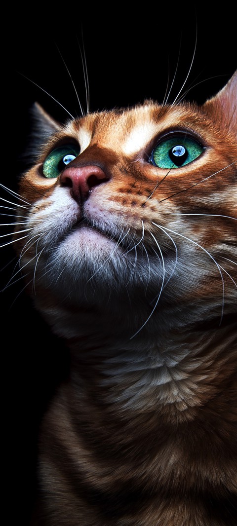 snout, Carnivore Hintergrundbilder