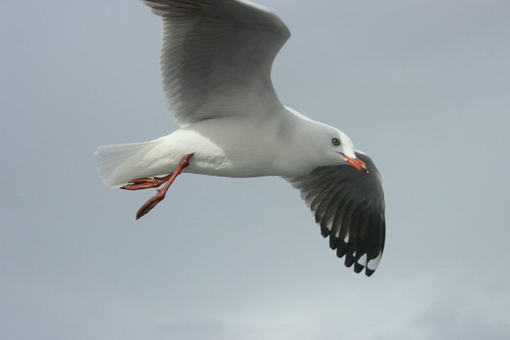 Seagull
