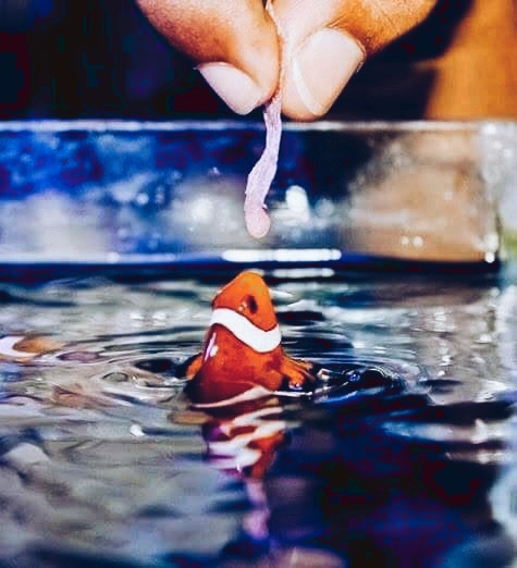 Fish