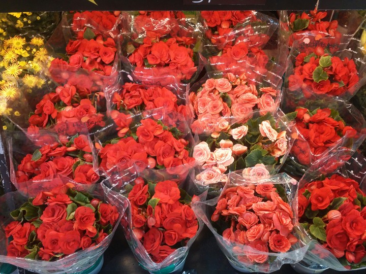 Rose is red